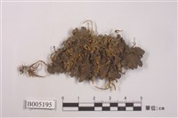 藏品(毛腹腎盤衣)的圖片